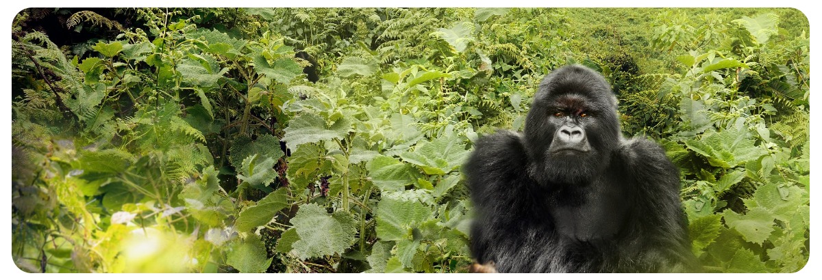 zaschitnoe-steklo-corning-gorilla-glass-08